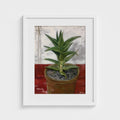 White-framed print of Colin Galloway’s Ibiza cactus, with pointed green leaves in a terracotta pot on a red surface.