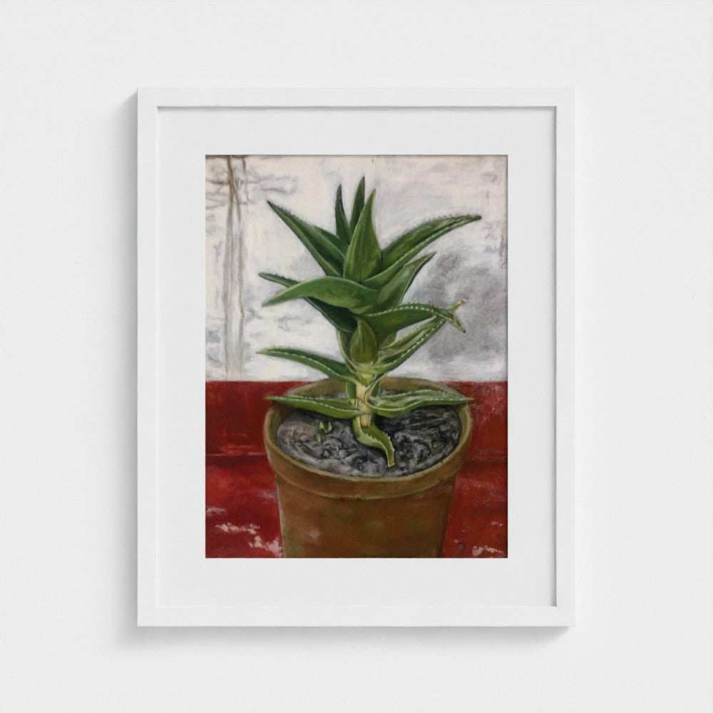 White-framed print of Colin Galloway’s Ibiza cactus, with pointed green leaves in a terracotta pot on a red surface.