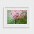 White-framed Spring Apple Blossom, Surrey II, print by Colin Galloway, with a pink blossom canopy and green background.

